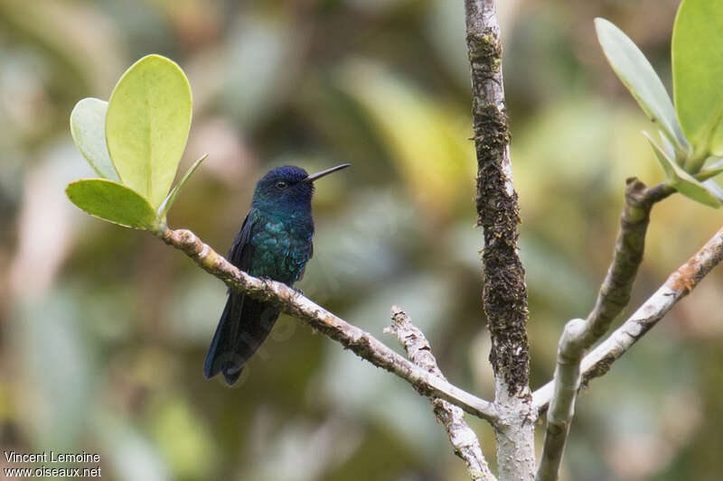 Blue-headed Hummingbird male adult