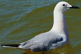Slender-billed Gull