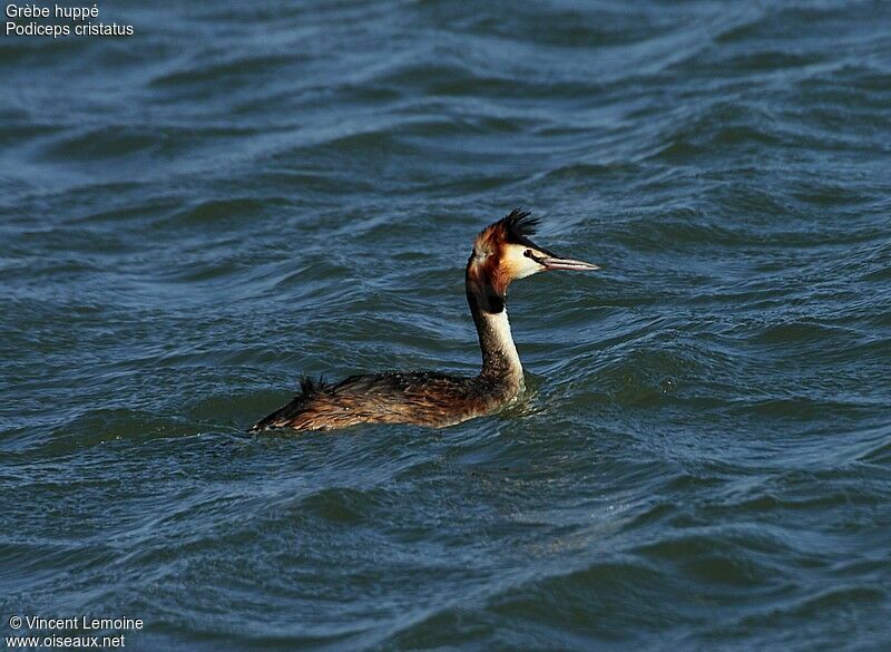 Great Crested Grebe male adult breeding