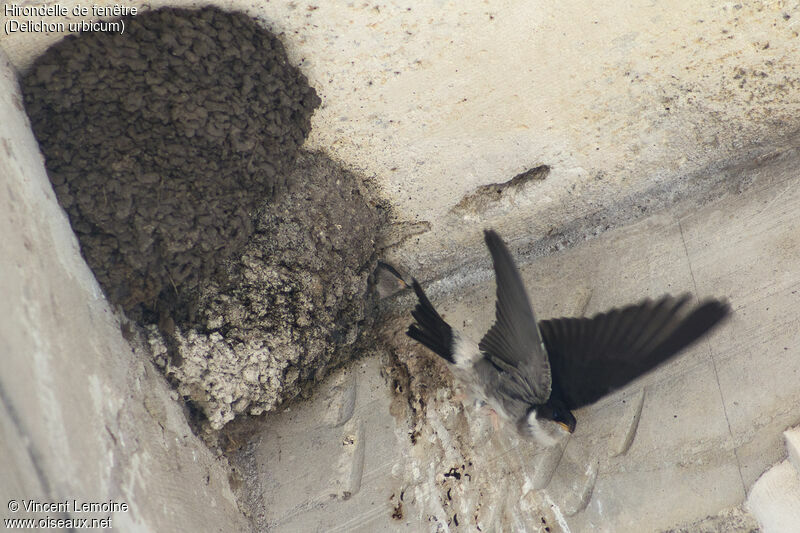 Common House Martinjuvenile, Flight, Reproduction-nesting