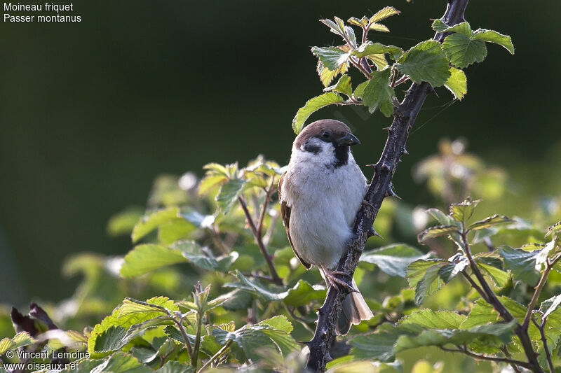 Eurasian Tree Sparrowadult