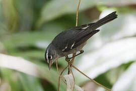 Plumbeous Warbler