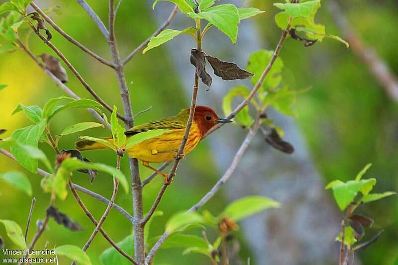 Mangrove Warbler male adult breeding, habitat, pigmentation