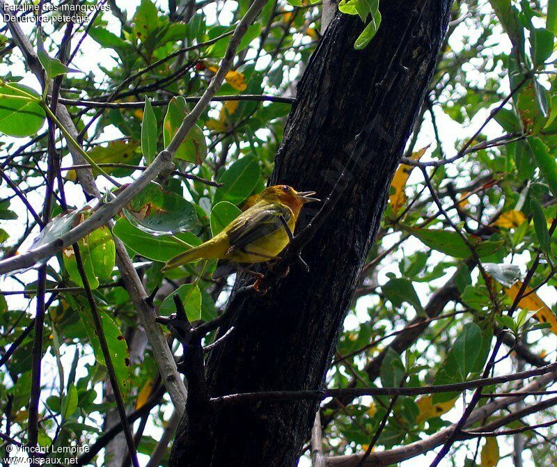 Mangrove Warbler male adult breeding, song