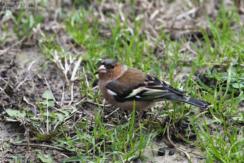 Common Chaffinch male adult