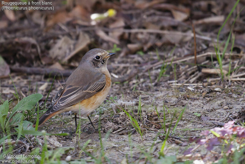 Common Redstart male First year