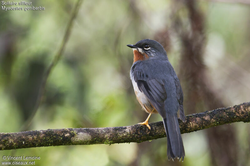 Rufous-throated Solitaireadult