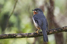 Rufous-throated Solitaire