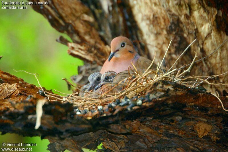 Zenaida Dove, Reproduction-nesting